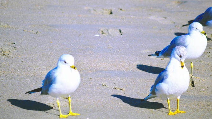 Gulls by the Sea